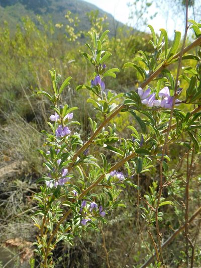 Psoralea rubicunda, photographed by Charles Stirton