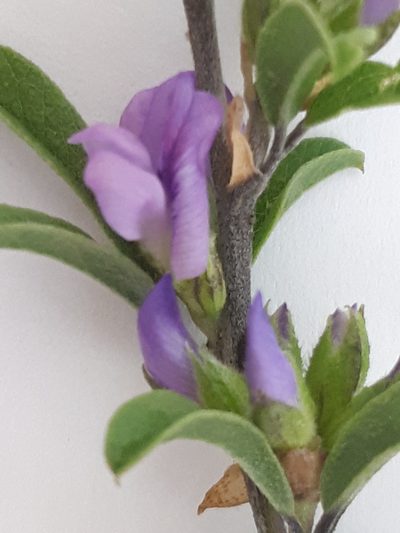 Psoralea rubicunda, photographed by Charles Stirton
