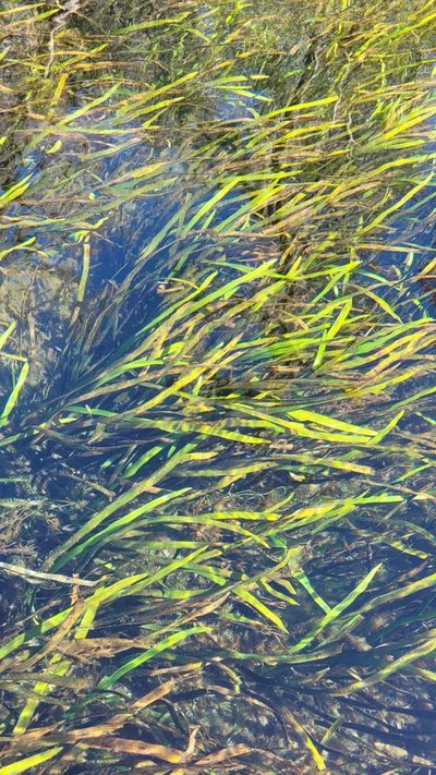Sagittaria kurziana, photographed by Court Harding
