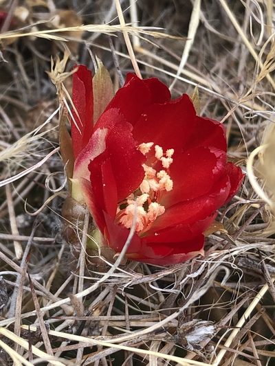 Lobivia hertrichiana, photographed by Jared Shorma
