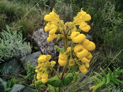 Calceolaria crenata, photographed by sandy-espinozaf