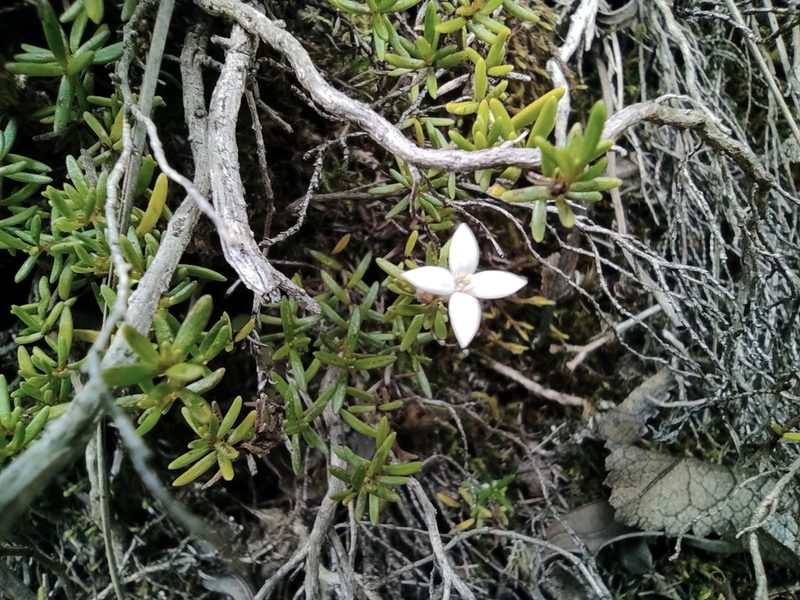 Arcytophyllum thymifolium, photographed by sandy-espinozaf