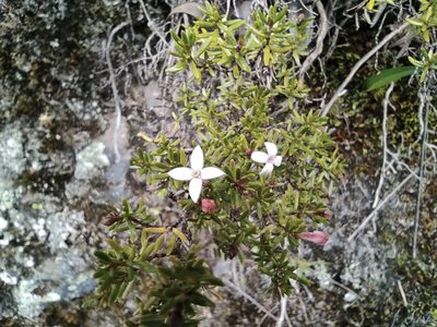 Arcytophyllum thymifolium, photographed by sandy-espinozaf