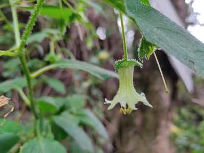 Jaltomata viridiflora, photographed by sandy-espinozaf