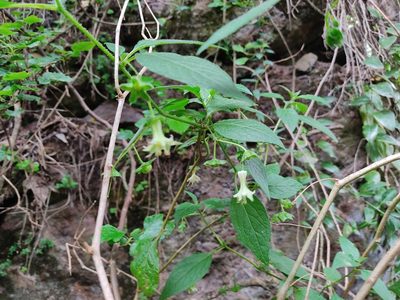 Jaltomata viridiflora, photographed by sandy-espinozaf