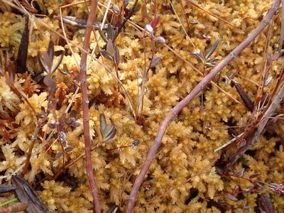Sphagnum papillosum, photographed by Randal