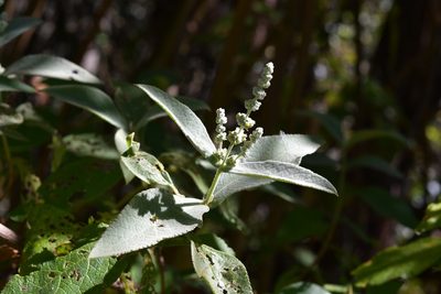 Buddleja crotonoides, photographed by Neptalí Ramírez Marcial