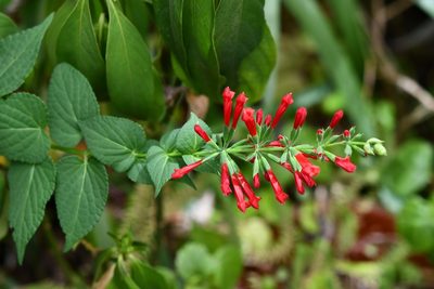 Salvia holwayi, photographed by Neptalí Ramírez Marcial