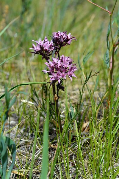 Cynanchum purpureum, photographed by Ochirnima Nimaev