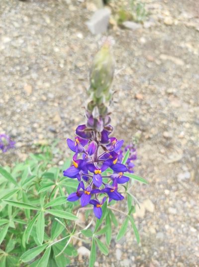 Lupinus altimontanus, photographed by Liliana Boada