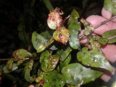 Metrosideros parkinsonii, photographed by Brett Sandford