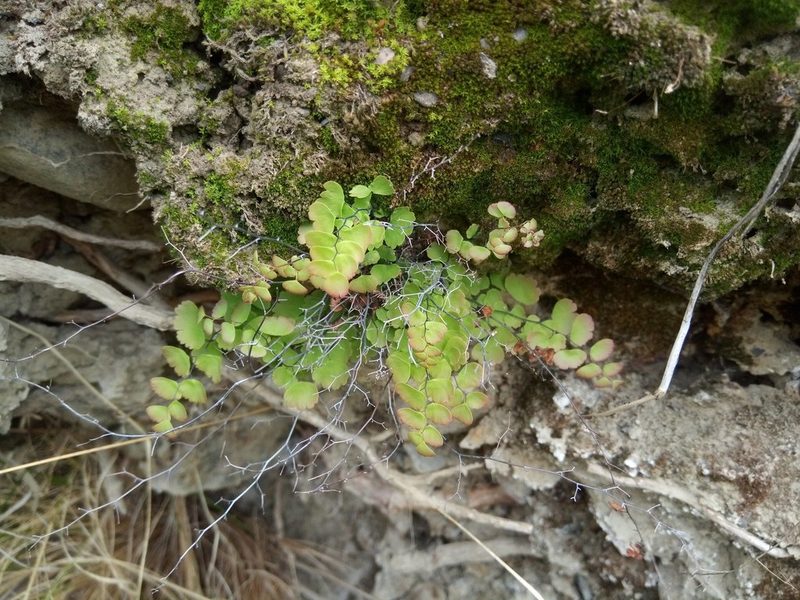 Adiantum orbignyanum, photographed by Alfredo F. Fuentes Claros