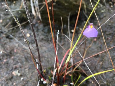 Utricularia barkeri, photographed by Miguel de Salas