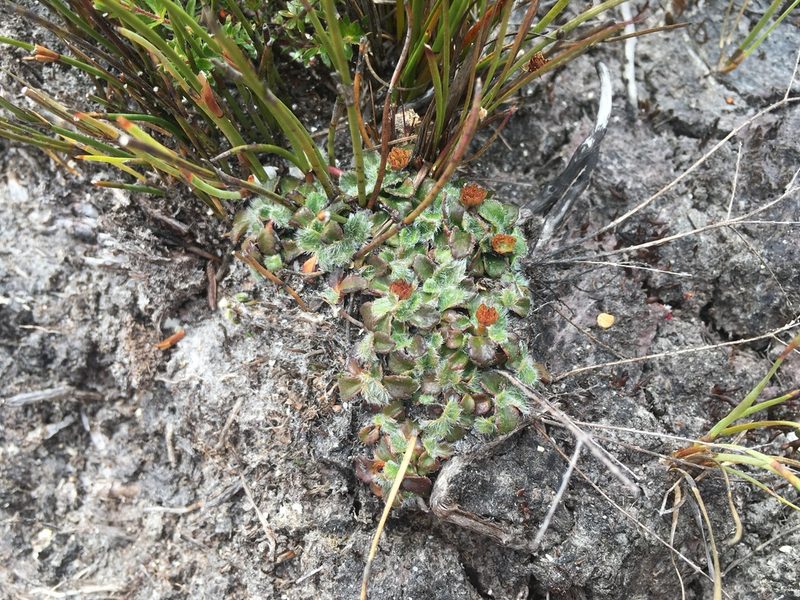 Actinotus bellidioides, photographed by Miguel de Salas