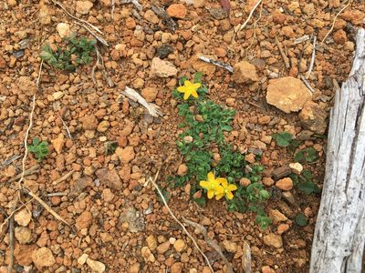 Hypericum japonicum, photographed by Miguel de Salas