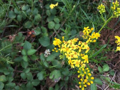 Senecio linearifolius, photographed by Miguel de Salas