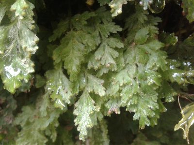 Hymenophyllum rufescens, photographed by Brett Sandford