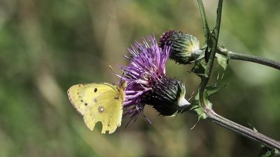 Cirsium japonicum, photographed by りなべる