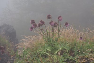 Cirsium purpuratum, photographed by harum.koh