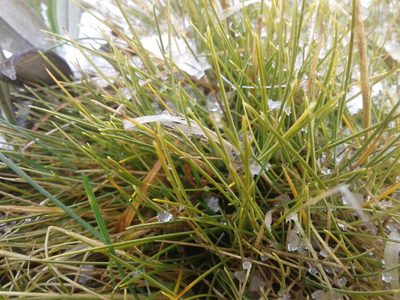 Chionochloa australis, photographed by Brett Sandford
