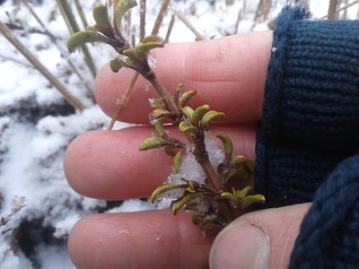 Coprosma crenulata, photographed by Brett Sandford