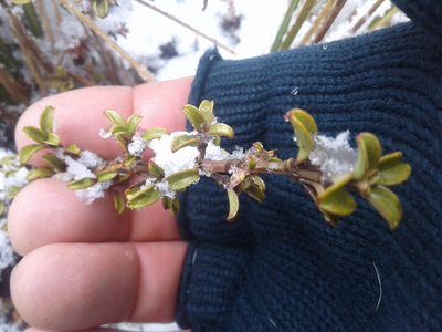 Coprosma crenulata, photographed by Brett Sandford