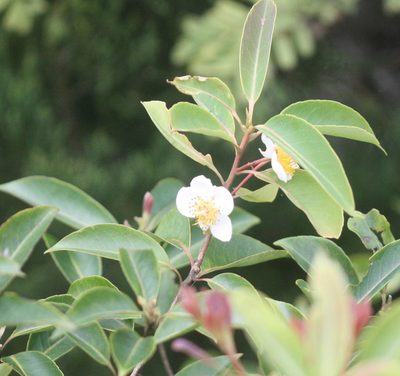 Schima wallichii, photographed by Scott Loarie