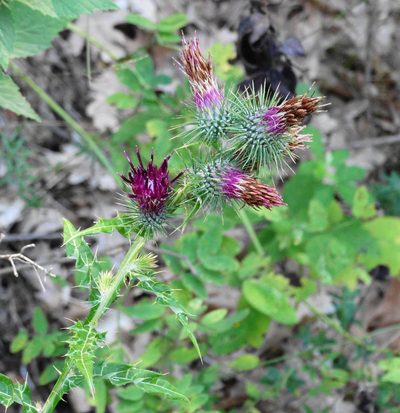 Ptilostemon strictus, photographed by Kostas Zontanos