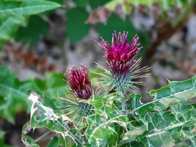 Ptilostemon strictus, photographed by Kostas Zontanos