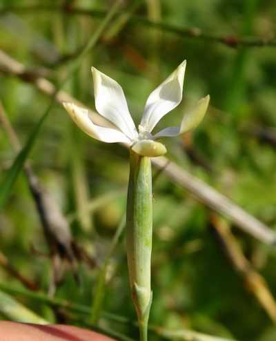 Dianthus monadelphus, photographed by Kostas Zontanos