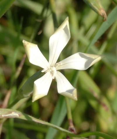 Dianthus monadelphus, photographed by Kostas Zontanos