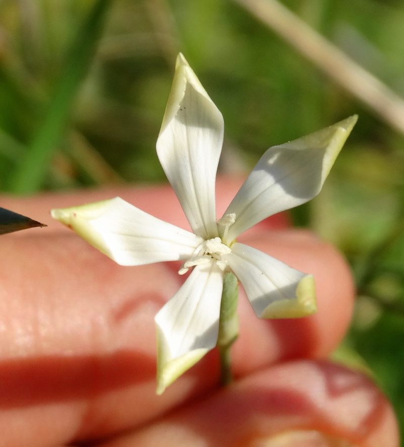 Dianthus monadelphus, photographed by Kostas Zontanos