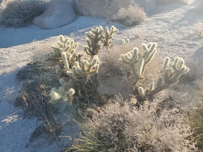 Cylindropuntia wolfii, photographed by Bob Miller