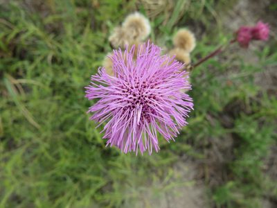 Campuloclinium macrocephalum, photographed by Rafael Tosi