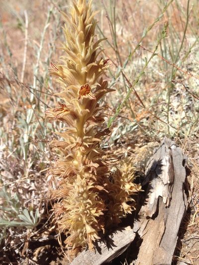 Orobanche parishii, photographed by Adam J. Searcy