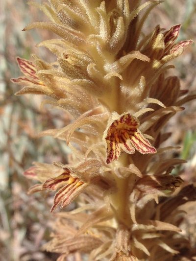 Orobanche parishii, photographed by Adam J. Searcy