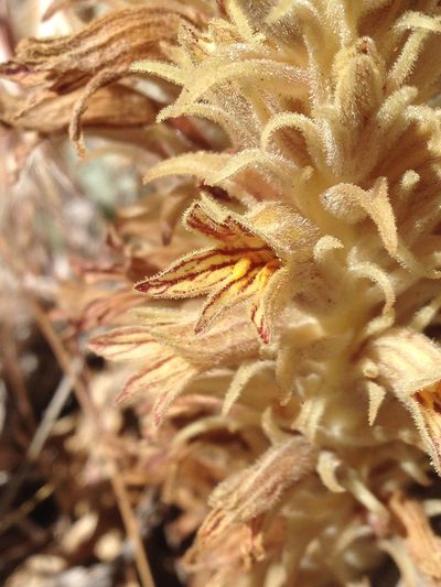 Orobanche parishii, photographed by Adam J. Searcy