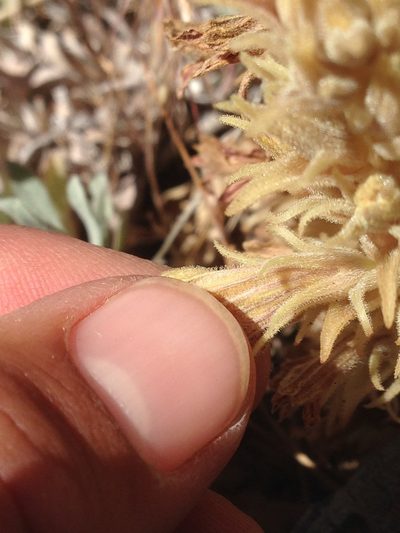 Orobanche parishii, photographed by Adam J. Searcy