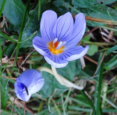 Crocus pulchellus, photographed by Kostas Zontanos