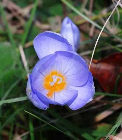 Crocus pulchellus, photographed by Kostas Zontanos