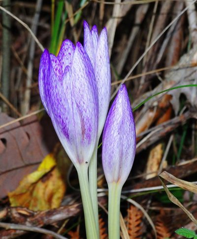 Colchicum bivonae, photographed by Kostas Zontanos