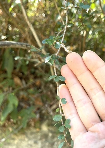 Phyllanthus cochinchinensis, photographed by Yj