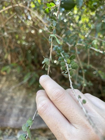 Phyllanthus cochinchinensis, photographed by Yj