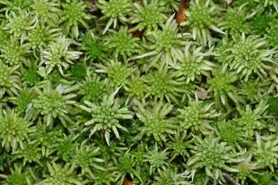 Sphagnum cristatum, photographed by Uwe Schneehagen