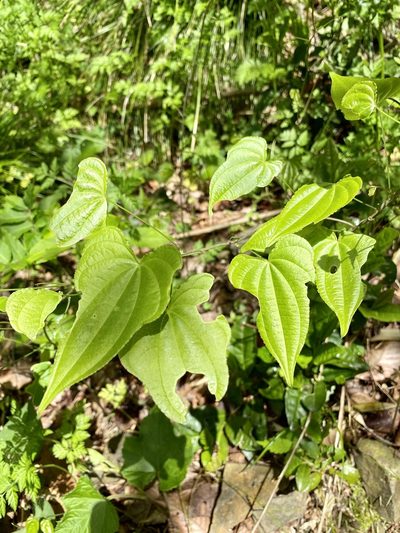 Dioscorea japonica, photographed by りなべる
