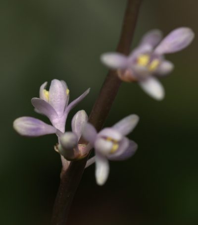Liriope spicata, photographed by portioid