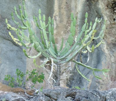 Euphorbia antiquorum, photographed by Jean-Paul Boerekamps