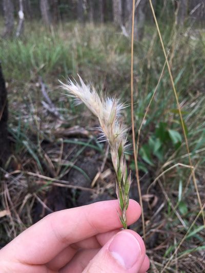 Rytidosperma auriculatum, photographed by yatesy