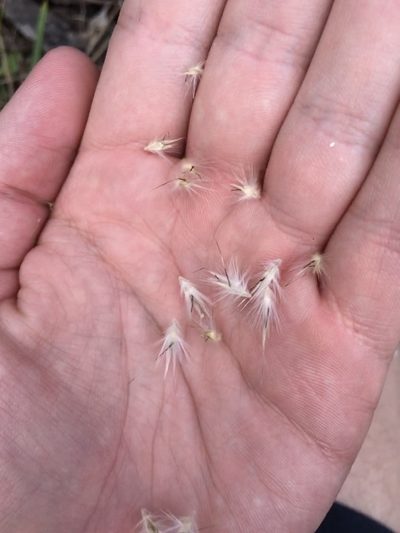 Rytidosperma auriculatum, photographed by yatesy