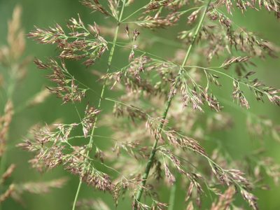 Calamagrostis stricta, photographed by Ochirnima Nimaev